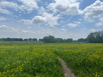 A small footpath disappears into a vast field of yellow flowers.
