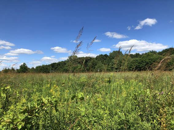 A field thick with vegetation; there is a clear blue sky above.