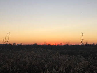 View of sunset beyond group of flowers.