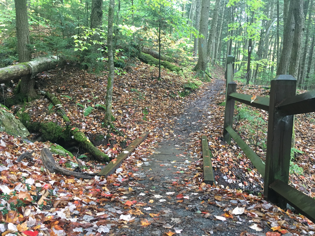 A forest path in autumn in Vermont.